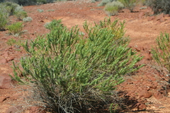 Myoporum brevipes