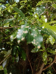 Cephaleuros lagerheimii