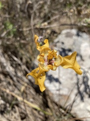 Cypella fucata