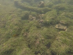 Serranus psittacinus