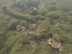 Serranus psittacinus