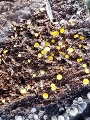 Calycina claroflava