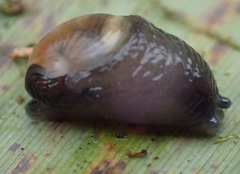 Vitrinobrachium breve