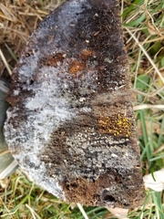 Calycina claroflava