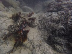 Octopus oculifer