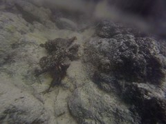 Octopus oculifer