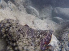 Octopus oculifer