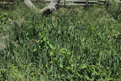 Calystegia sepium roseata