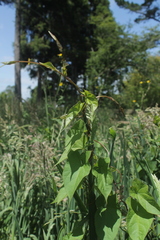 Calystegia sepium roseata
