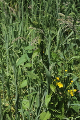 Calystegia sepium roseata