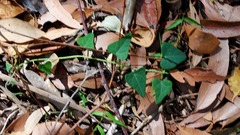 Echinostephia aculeata