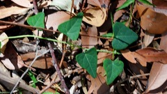 Echinostephia aculeata