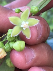 Blepharodon mucronatum