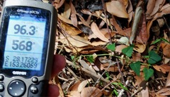 Echinostephia aculeata