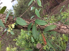 Blepharodon mucronatum