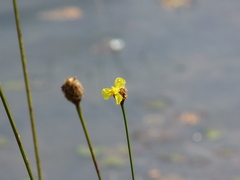 Xyris fimbriata