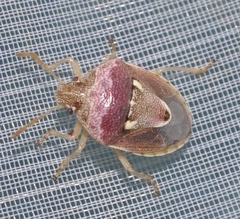 Stagonomus bipunctatus