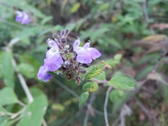 Salvia thyrsiflora