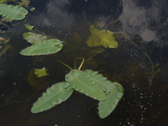 Nuphar sagittifolia