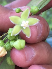 Blepharodon mucronatum