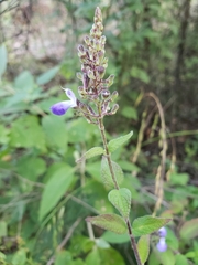 Salvia thyrsiflora
