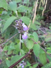 Salvia thyrsiflora