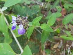 Salvia thyrsiflora