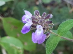Salvia thyrsiflora