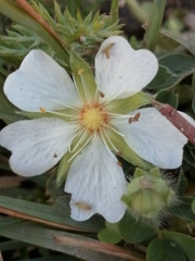 Potentilla sterilis