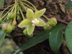 Blepharodon mucronatum