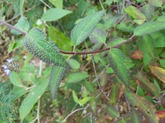 Salvia thyrsiflora