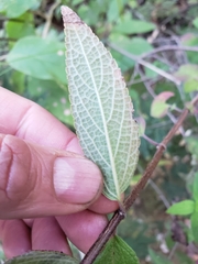 Salvia thyrsiflora