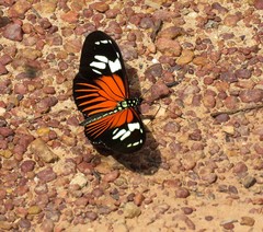Heliconius burneyi
