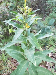 Cestrum thyrsoideum