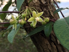 Blepharodon mucronatum