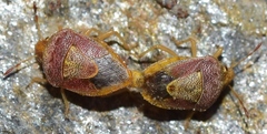 Stagonomus grenieri