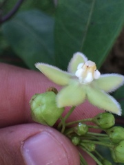 Blepharodon mucronatum