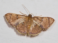 Hemipterodes subrotundata