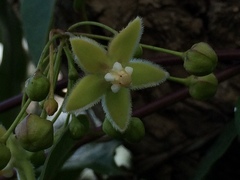 Blepharodon mucronatum