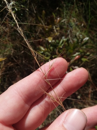 Image of Aristida virgata by (c) Will McFarland, some rights reserved (CC BY)