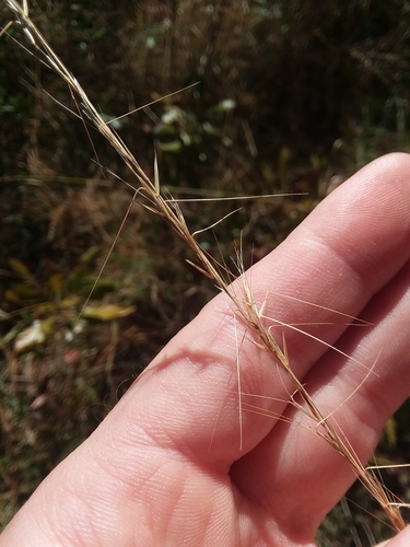Image of Aristida virgata by (c) Will McFarland, some rights reserved (CC BY)