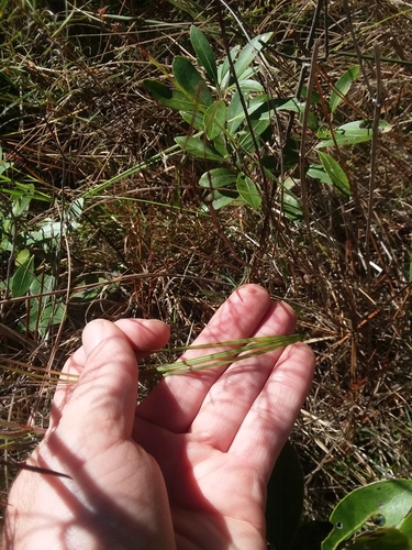 Image of Aristida virgata by (c) Will McFarland, some rights reserved (CC BY)