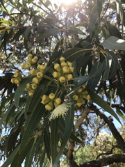 Corymbia eximia