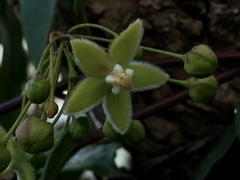 Blepharodon mucronatum