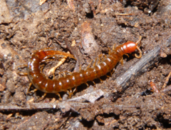 Scolopocryptops nigridius