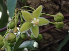 Blepharodon mucronatum