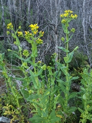 Senecio velleioides