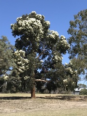 Corymbia eximia
