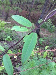 Blepharodon mucronatum