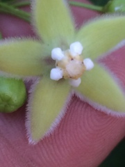 Blepharodon mucronatum